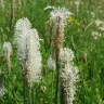 Fotografia 12 da espécie Plantago media do Jardim Botânico UTAD