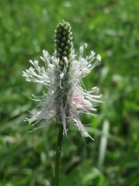 Fotografia da espécie Plantago media