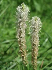 Fotografia da espécie Plantago media