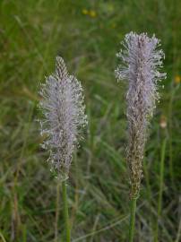 Fotografia da espécie Plantago media