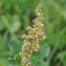 Fotografia 13 da espécie Chenopodium bonus-henricus do Jardim Botânico UTAD