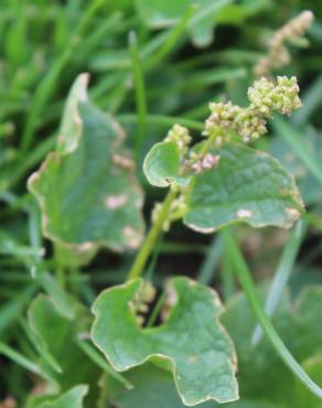 Fotografia 14 da espécie Chenopodium bonus-henricus no Jardim Botânico UTAD