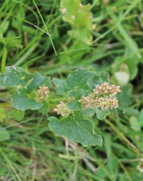 Fotografia 16 da espécie Chenopodium bonus-henricus no Jardim Botânico UTAD