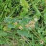 Fotografia 16 da espécie Chenopodium bonus-henricus do Jardim Botânico UTAD