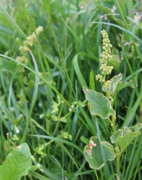 Fotografia 17 da espécie Chenopodium bonus-henricus no Jardim Botânico UTAD