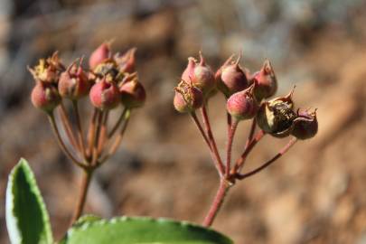 Fotografia da espécie Cistus laurifolius