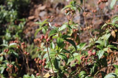 Fotografia da espécie Cistus laurifolius