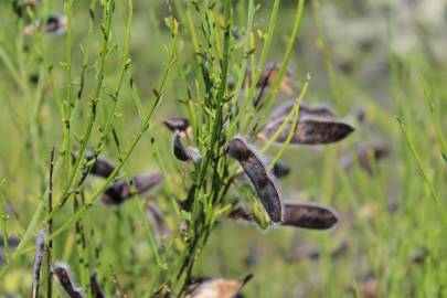 Fotografia da espécie Cytisus scoparius subesp. scoparius