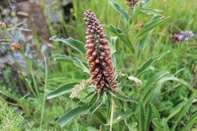 Fotografia da espécie Digitalis parviflora