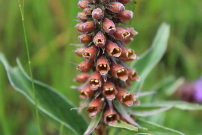 Fotografia da espécie Digitalis parviflora