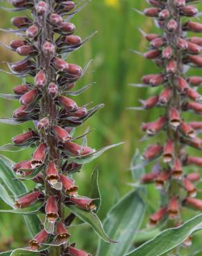 Fotografia 3 da espécie Digitalis parviflora no Jardim Botânico UTAD