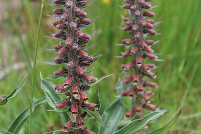 Fotografia da espécie Digitalis parviflora