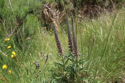 Fotografia da espécie Digitalis parviflora