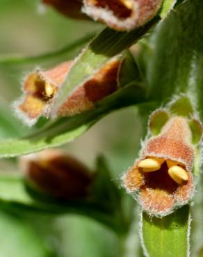 Fotografia 5 da espécie Digitalis parviflora no Jardim Botânico UTAD