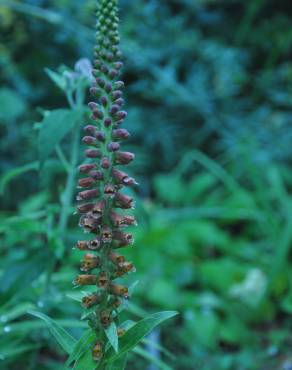 Fotografia 6 da espécie Digitalis parviflora no Jardim Botânico UTAD