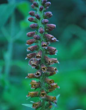 Fotografia 7 da espécie Digitalis parviflora no Jardim Botânico UTAD