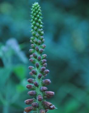 Fotografia 8 da espécie Digitalis parviflora no Jardim Botânico UTAD