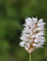 Bistorta officinalis subesp. officinalis