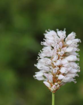 Fotografia 1 da espécie Bistorta officinalis subesp. officinalis no Jardim Botânico UTAD