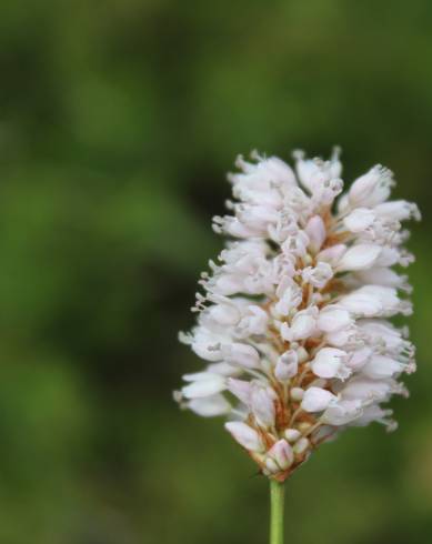 Fotografia de capa Bistorta officinalis subesp. officinalis - do Jardim Botânico