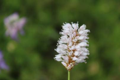 Fotografia da espécie Bistorta officinalis subesp. officinalis