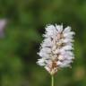 Fotografia 1 da espécie Bistorta officinalis subesp. officinalis do Jardim Botânico UTAD