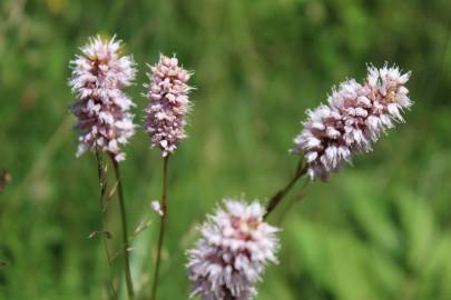 Fotografia da espécie Bistorta officinalis subesp. officinalis