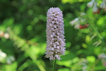 Fotografia da espécie Bistorta officinalis subesp. officinalis