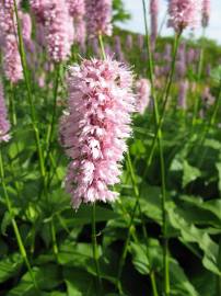 Fotografia da espécie Bistorta officinalis subesp. officinalis