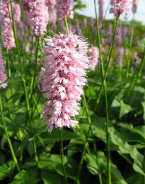 Fotografia 5 da espécie Bistorta officinalis subesp. officinalis no Jardim Botânico UTAD