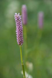 Fotografia da espécie Bistorta officinalis subesp. officinalis