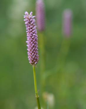 Fotografia 6 da espécie Bistorta officinalis subesp. officinalis no Jardim Botânico UTAD