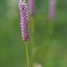 Fotografia 6 da espécie Bistorta officinalis subesp. officinalis do Jardim Botânico UTAD