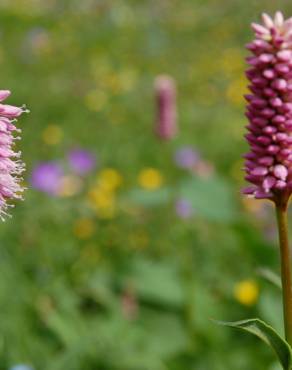 Fotografia 7 da espécie Bistorta officinalis subesp. officinalis no Jardim Botânico UTAD