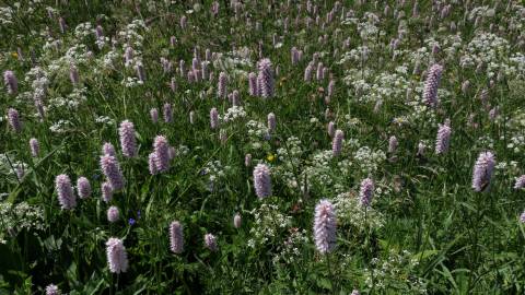 Fotografia da espécie Bistorta officinalis subesp. officinalis