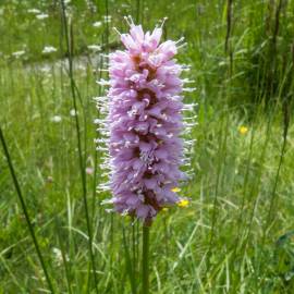 Fotografia da espécie Bistorta officinalis subesp. officinalis