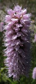 Fotografia da espécie Bistorta officinalis subesp. officinalis