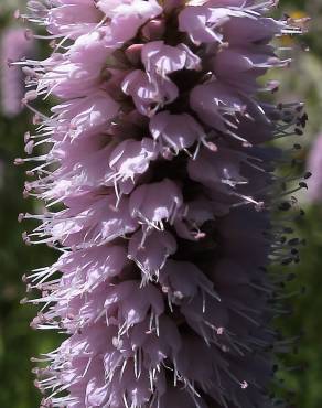 Fotografia 10 da espécie Bistorta officinalis subesp. officinalis no Jardim Botânico UTAD