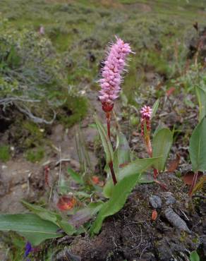 Fotografia 12 da espécie Bistorta officinalis subesp. officinalis no Jardim Botânico UTAD