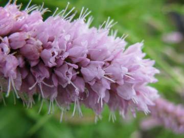 Fotografia da espécie Bistorta officinalis subesp. officinalis