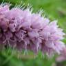 Fotografia 13 da espécie Bistorta officinalis subesp. officinalis do Jardim Botânico UTAD