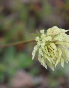 Fotografia 4 da espécie Trifolium ochroleucon no Jardim Botânico UTAD