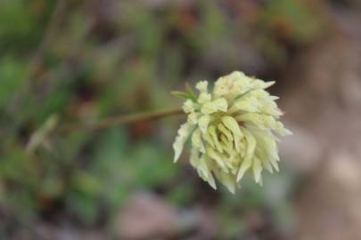 Fotografia da espécie Trifolium ochroleucon