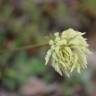 Fotografia 4 da espécie Trifolium ochroleucon do Jardim Botânico UTAD