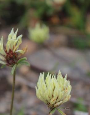 Fotografia 5 da espécie Trifolium ochroleucon no Jardim Botânico UTAD