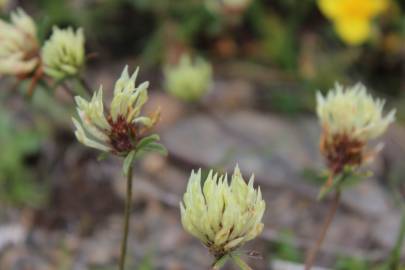 Fotografia da espécie Trifolium ochroleucon