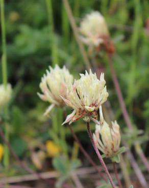 Fotografia 6 da espécie Trifolium ochroleucon no Jardim Botânico UTAD