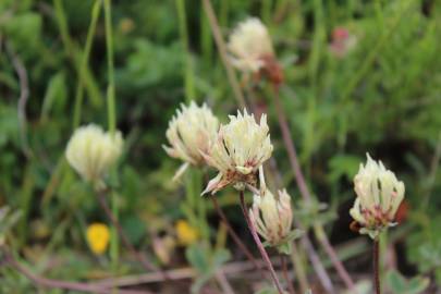 Fotografia da espécie Trifolium ochroleucon