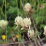 Fotografia 6 da espécie Trifolium ochroleucon do Jardim Botânico UTAD