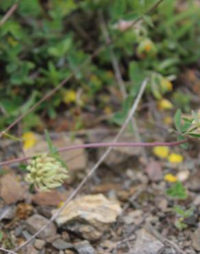 Fotografia 7 da espécie Trifolium ochroleucon no Jardim Botânico UTAD